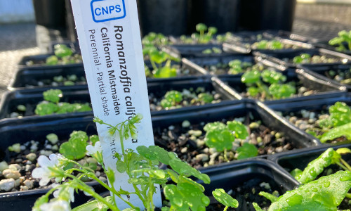 Plant Sale